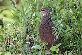 Hildebrandt's Francolin